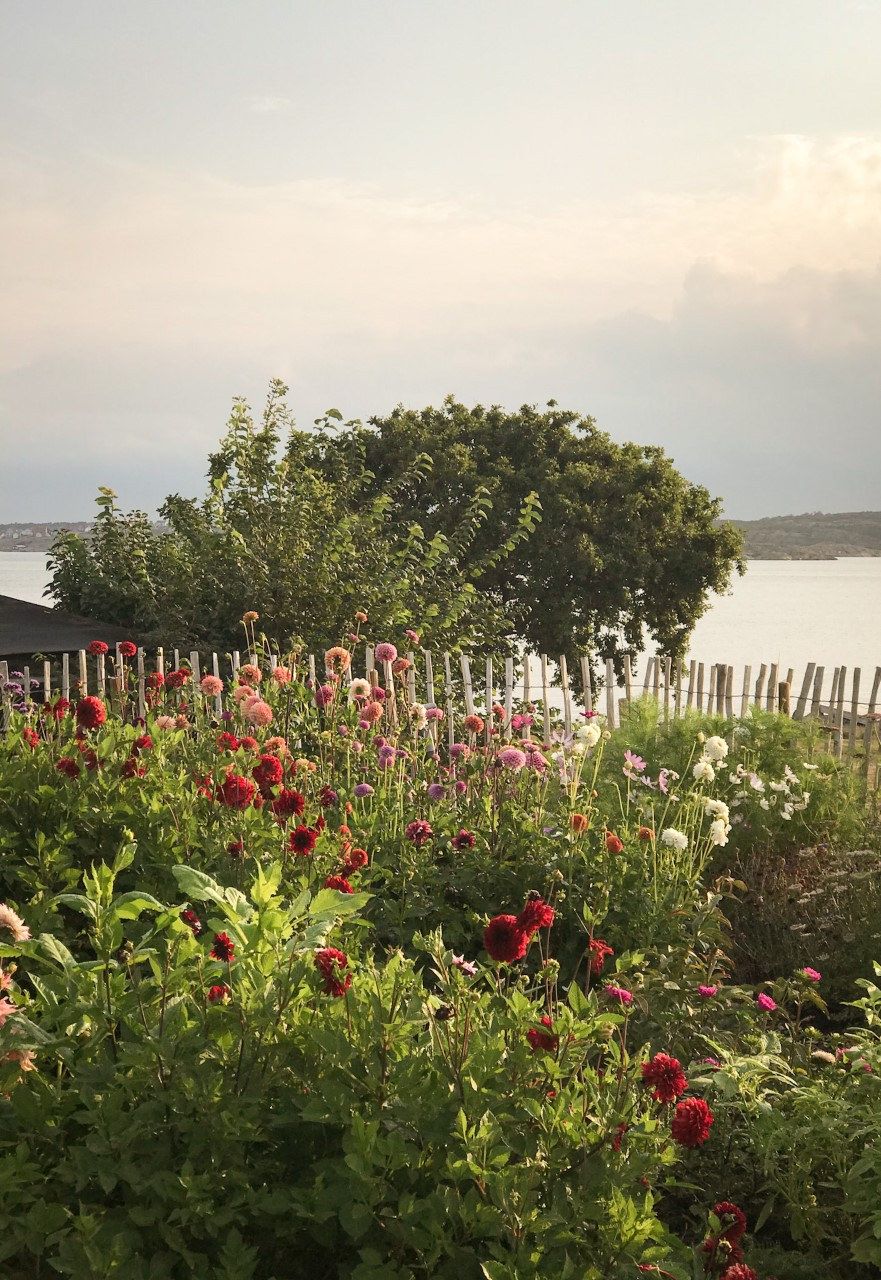 Blomsterhagen med havet i bakgrunden