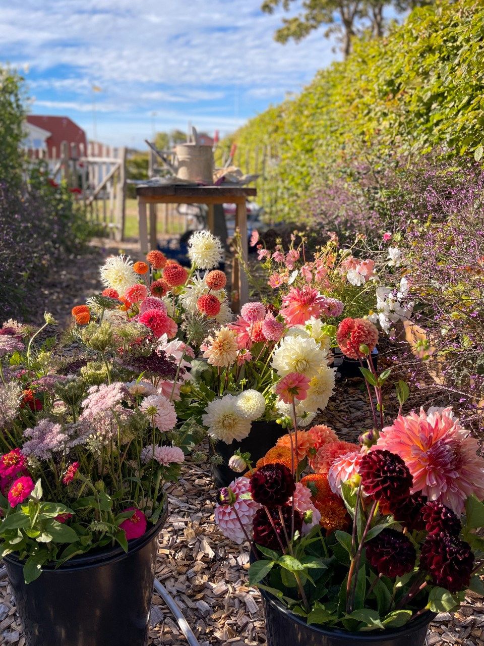Nyskördade dahlior och sommarblommor i hinkar