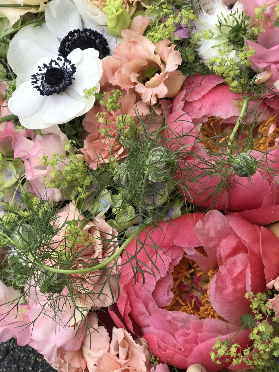 Korallpioner och anemoner