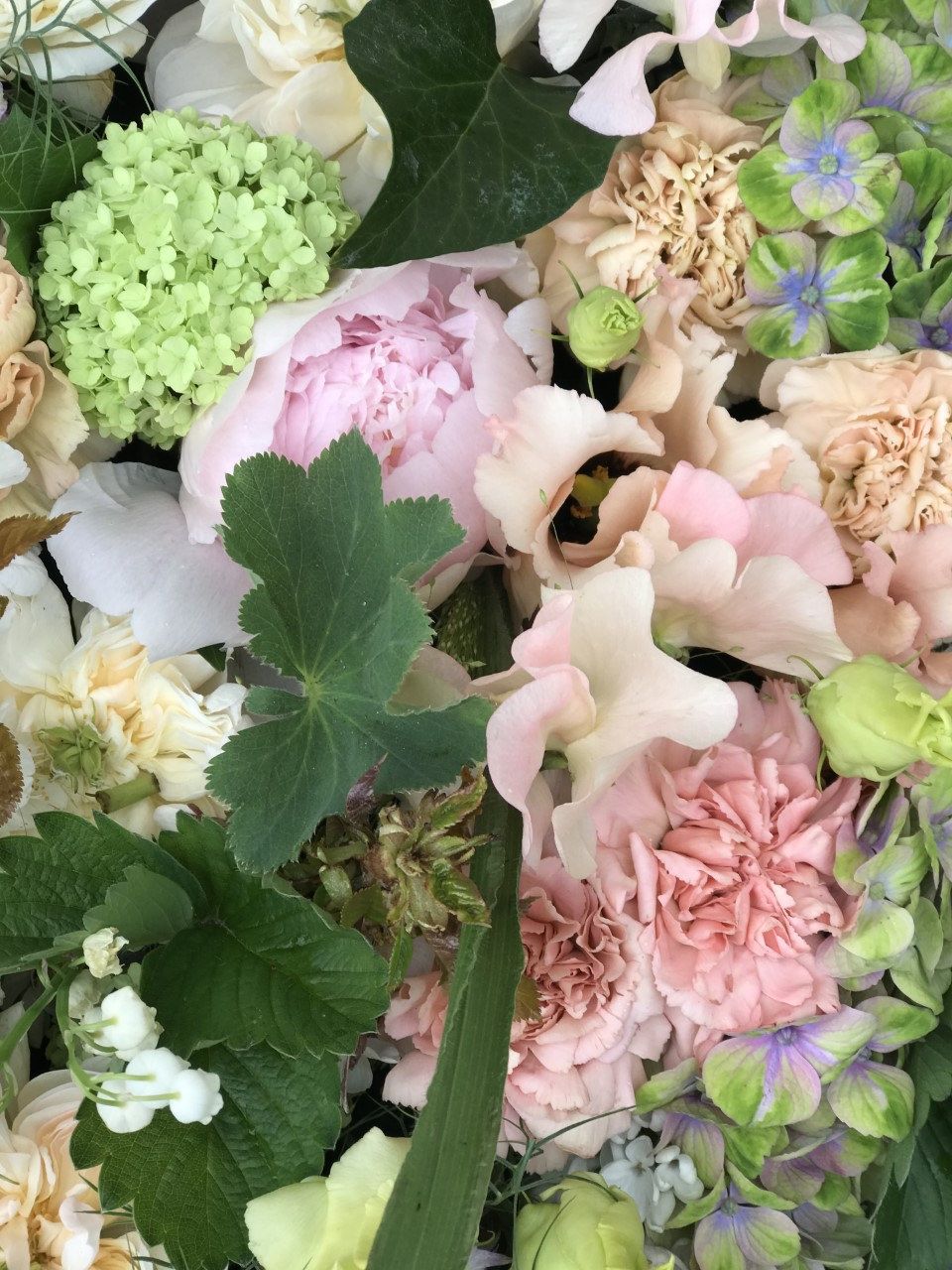 Rosa pioner och luktärter
