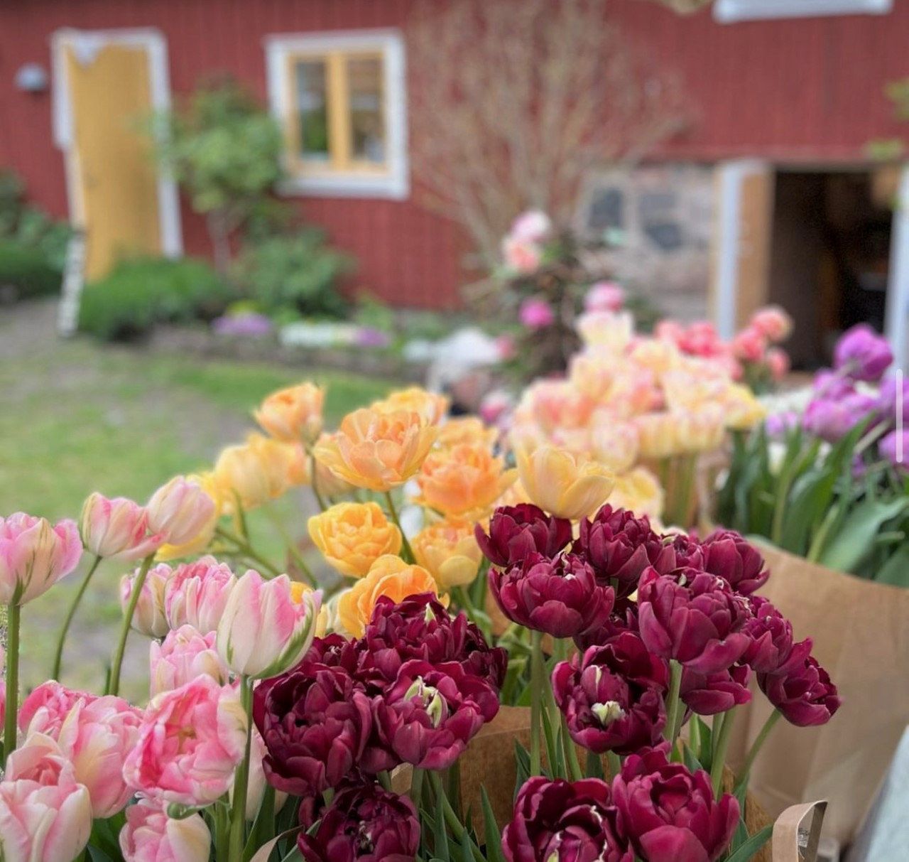Tulpaner till försäljning på pop-up