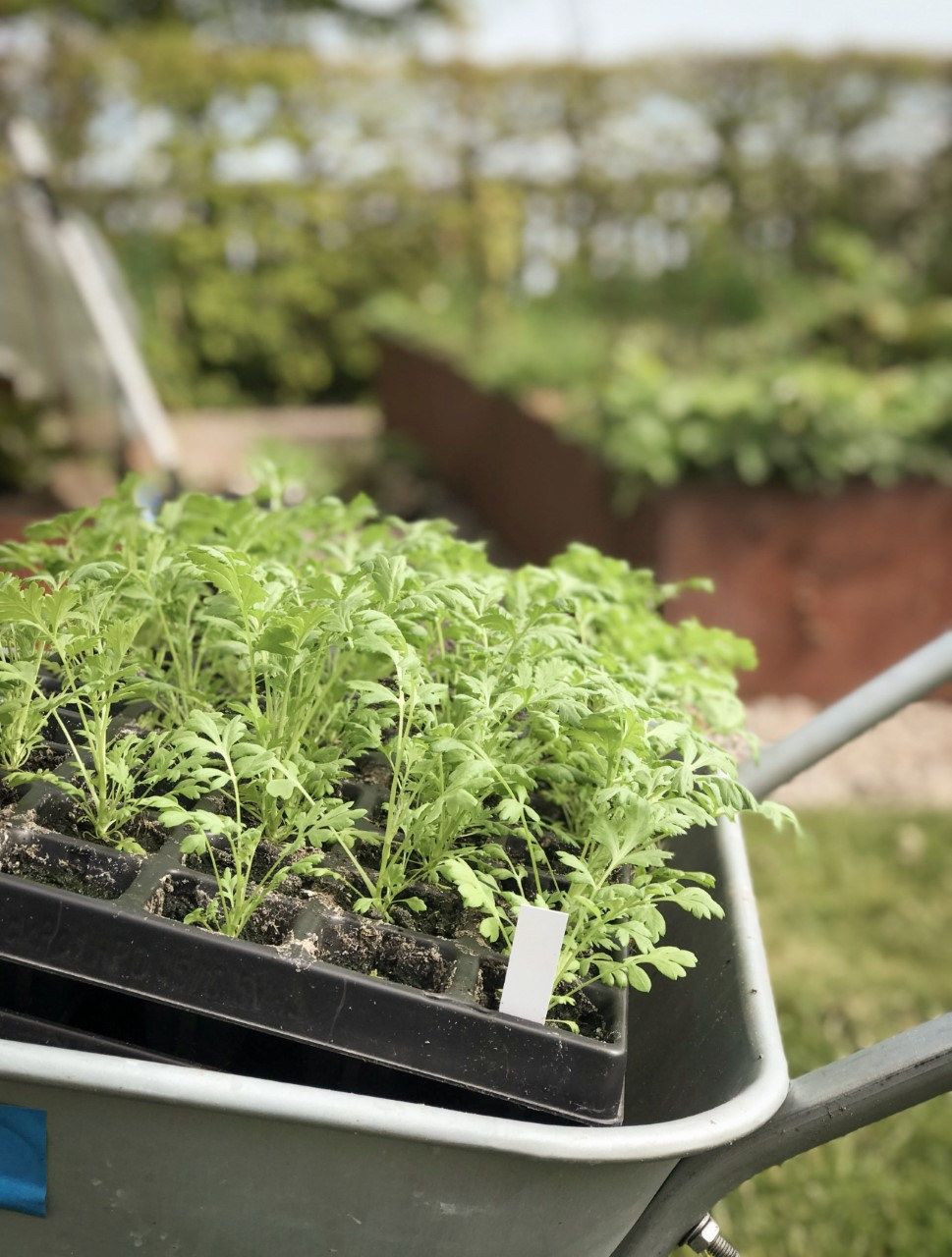 Plantor i odlingsbrätten